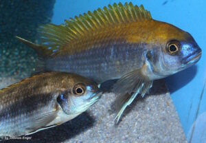 Gephyrochromis lawsi